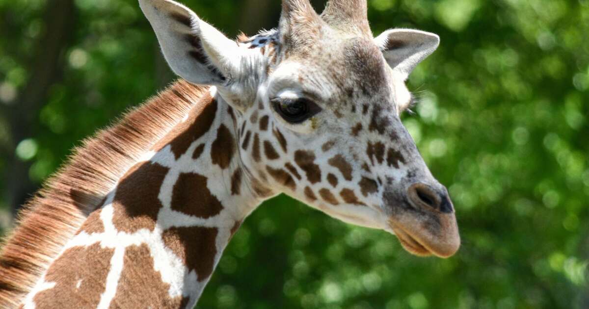 Young giraffe at Detroit Zoo euthanized after sustaining serious injuries from herd interaction