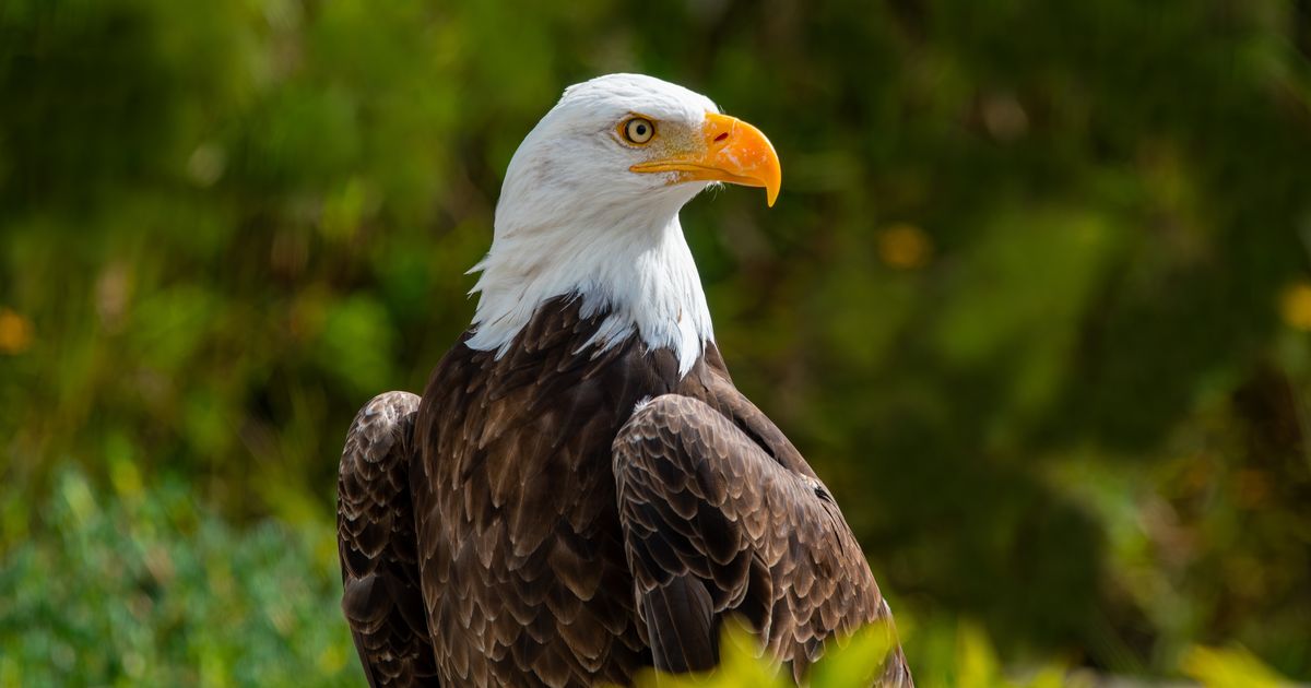 Jackie The Eagle, Big Bear's Beloved Bald Eagle, Has Died At Age 14