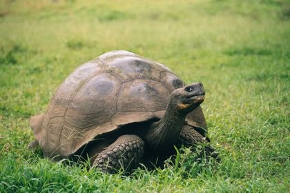 Murió Gramma, la tortuga centenaria de Galápagos que vivió 141 años en el zoológico de San Diego