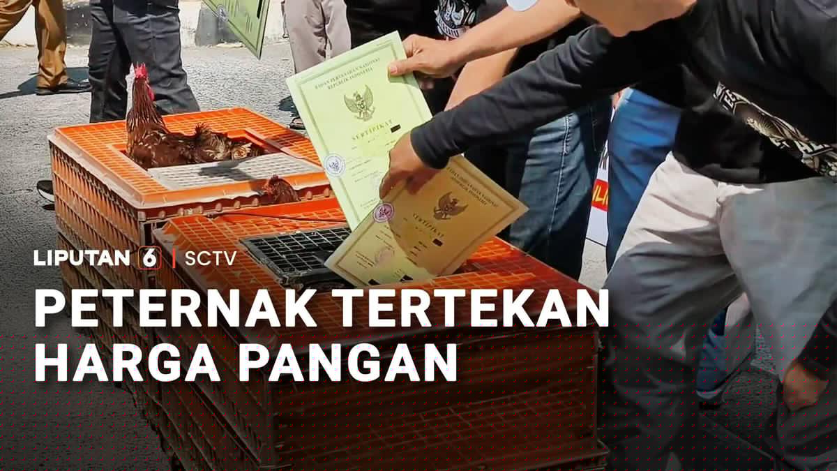 Peternak Tertekan Harga Pakan