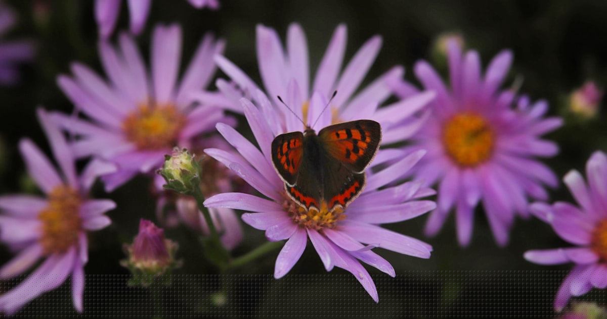 How Arizona Homeowners Can Build A Pollinator Corridor