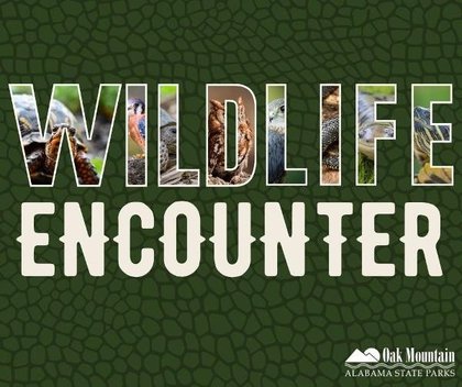 Meet animal ambassadors up close at Oak Mountain State Park