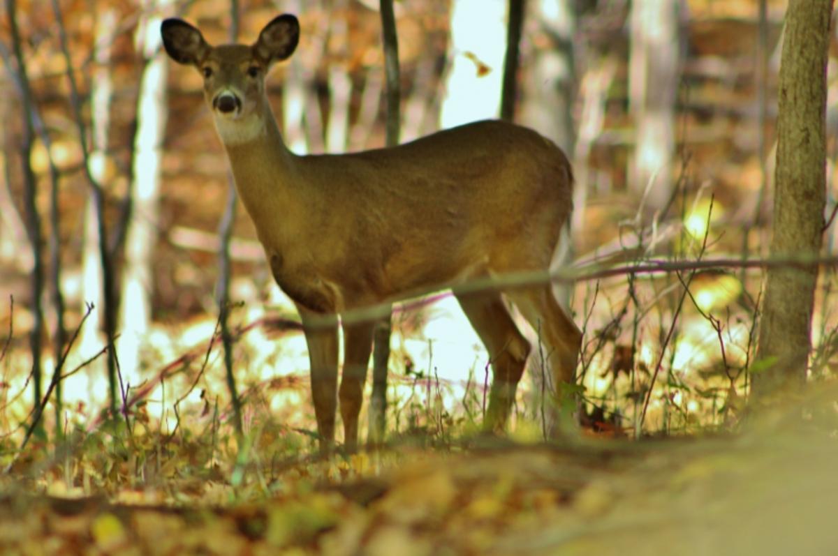 Indiana DNR Lowers Deer Hunting Limits After EHD Outbreak