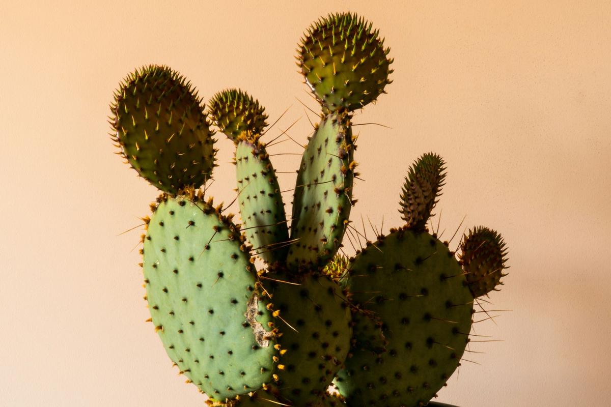 Did You Know Minnesota Is Home To Two Cactus Plants?