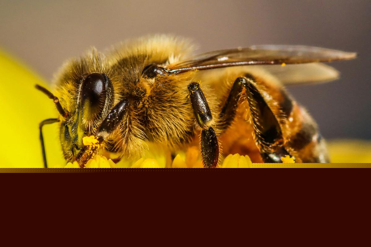 The Truth About Honey Bee Declines in Michigan