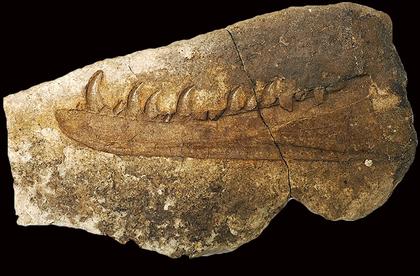125-Year Fossil Mystery Solved: “Newtonsaurus” Named as Wales’ Earliest Giant Carnivorous Dinosaur