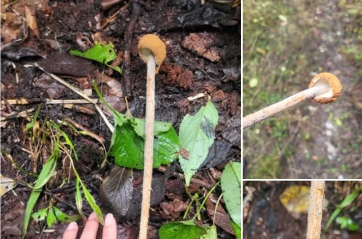 Une espèce de champignon considérée comme disparue depuis 1915 a été découverte en Arménie