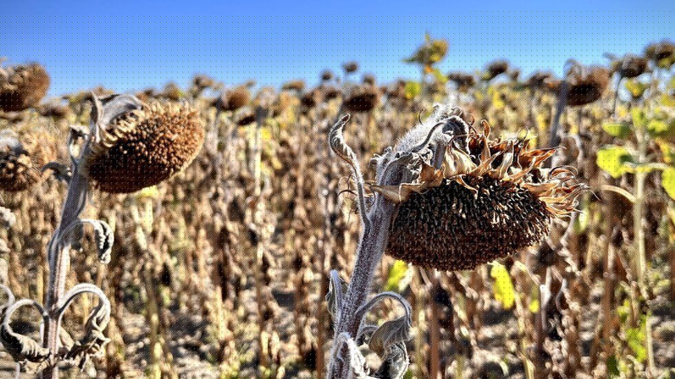 Intense European heatwave parches Loire Valley, France's 'garden'