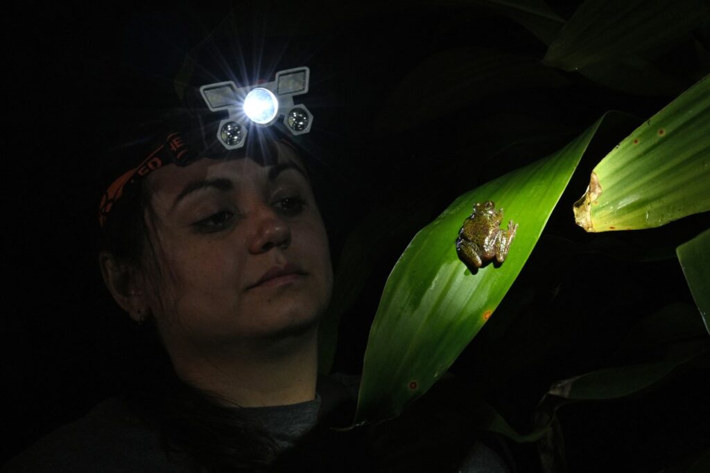 New species of frog discovered in Costa Rica