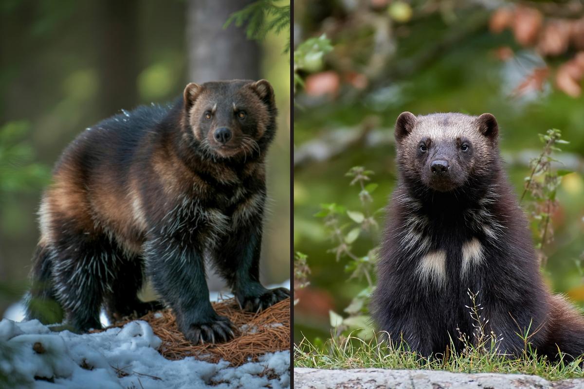 Wolverines Could Soon Return To Colorado's High Country