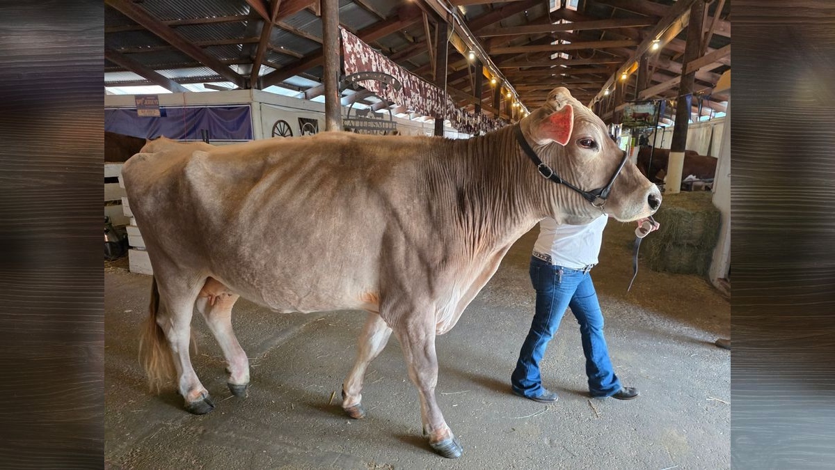 Here’s what’s happening at the Clark County Fair on Friday, Aug. 7