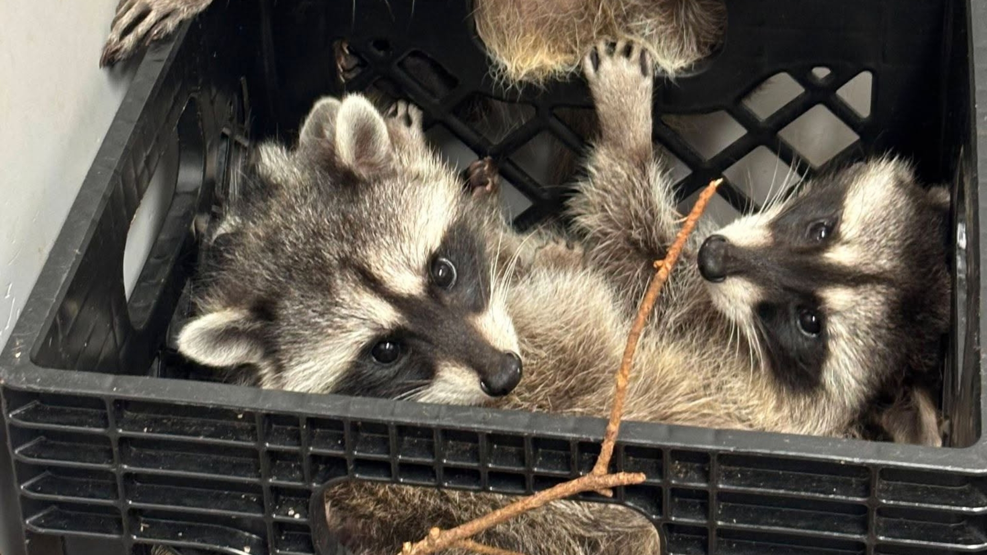 MARS Wildlife Rescue has taken in nearly 30 orphaned raccoon kits this year