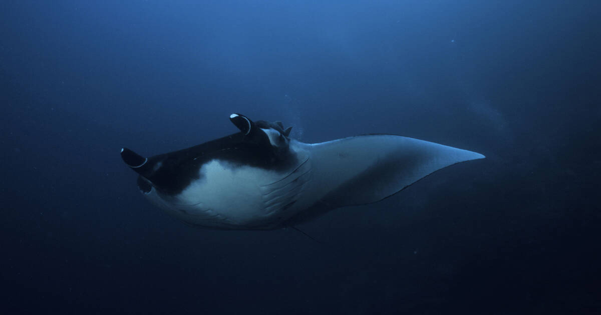 Malpelo Fauna and Flora Sanctuary