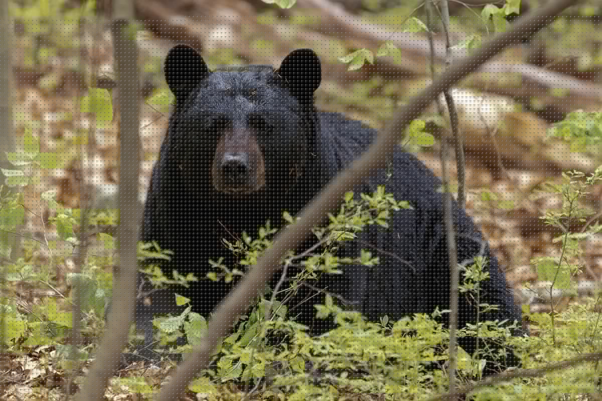 Can You Guess The Deadliest Animals In Illinois And Wisconsin?