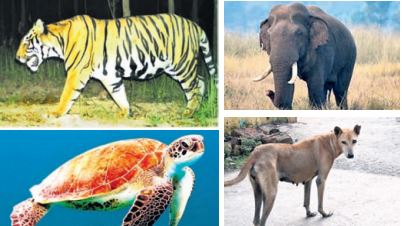 World Animal Day 2025: Saving animals an act of survival imperative