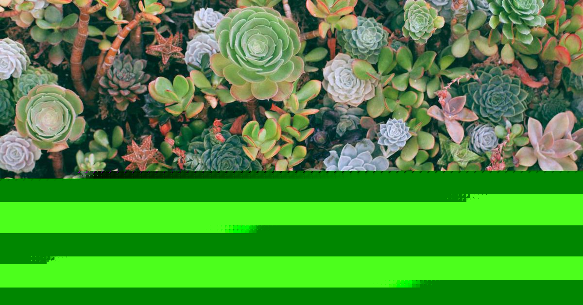 Science Fiction or Reality: Scientists Created Rechargeable, Glow-in-the-Dark Succulents