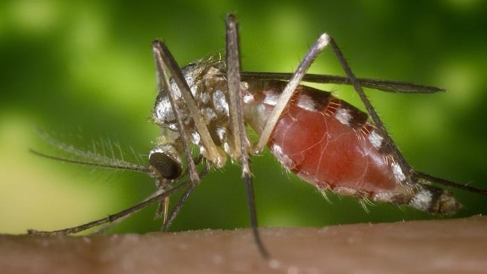 Deadly mosquito virus tests positive in Ross Co. resident (No, it’s not West Nile)