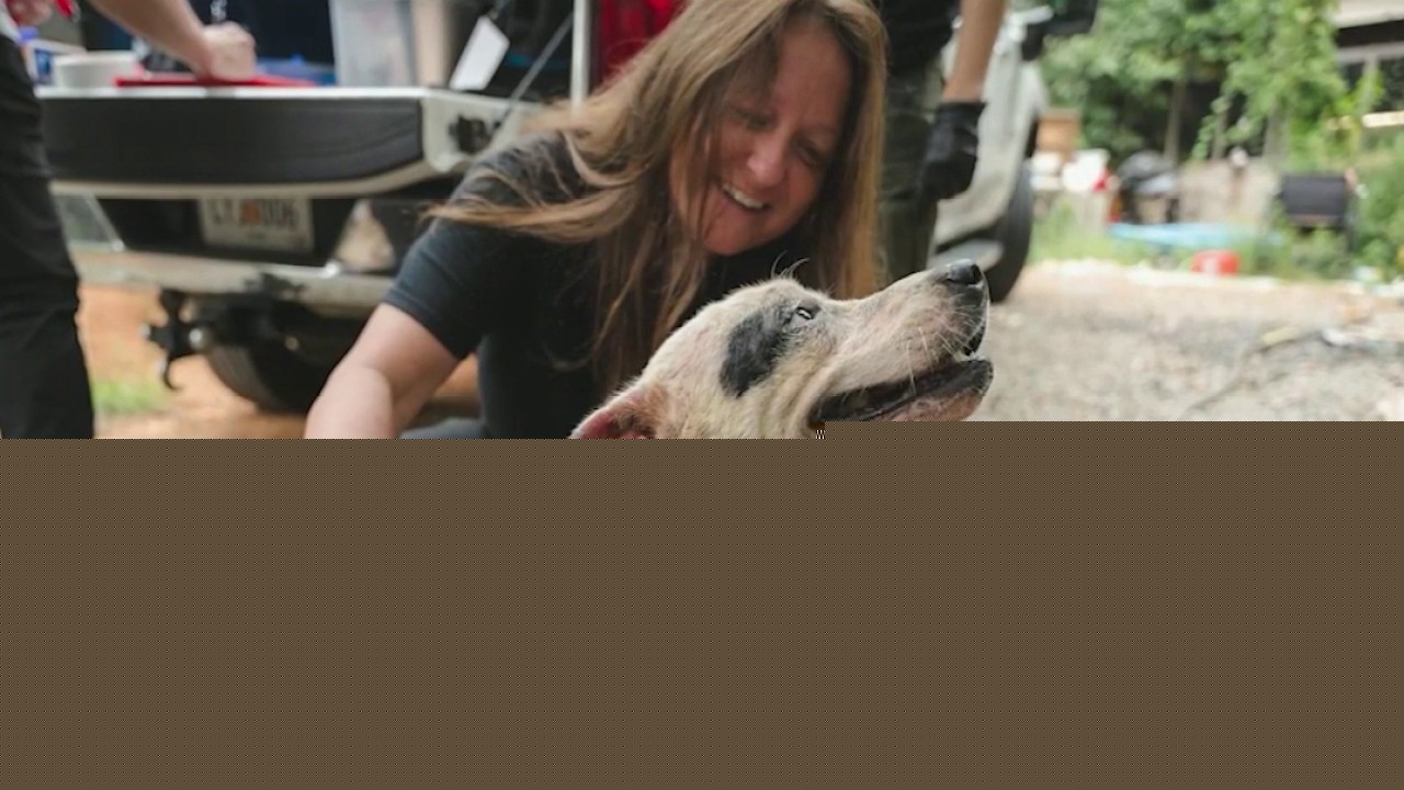 Atlanta Humane rescues 18 dogs after owner couldn't keep up