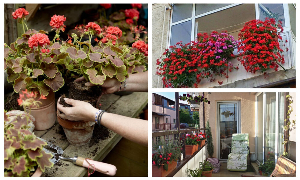 Cum să protejezi mușcatele de pe balcon de îngheț. Trucurile simple care le mențin frumoase până la primăvară