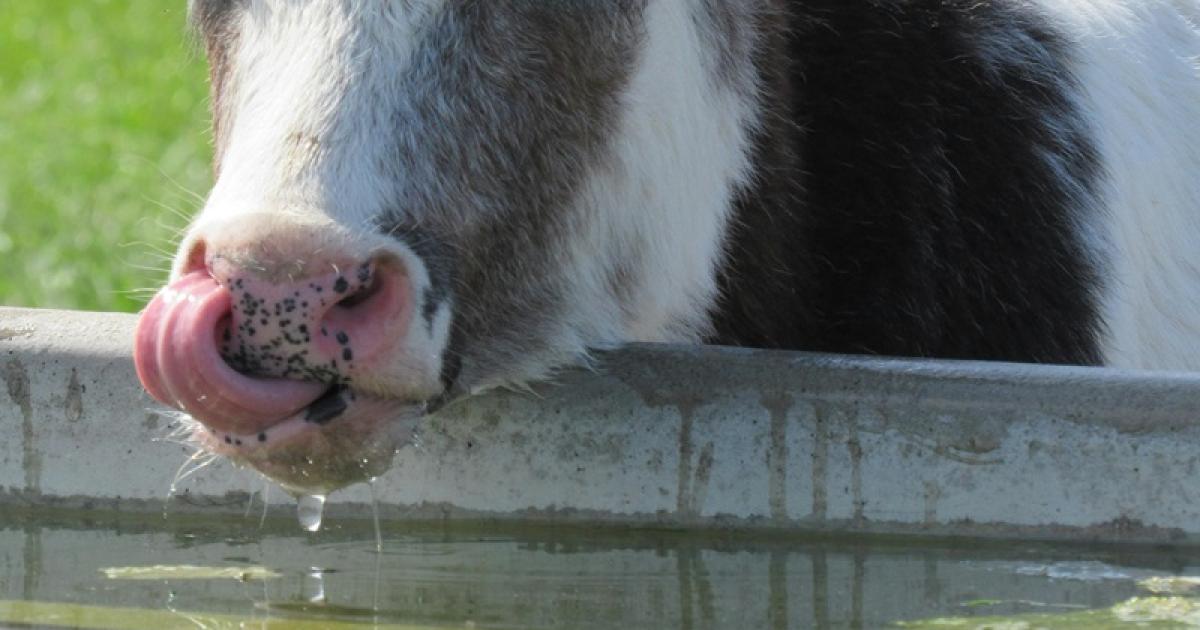 Free water testing kits to be handed out at Dairy Show