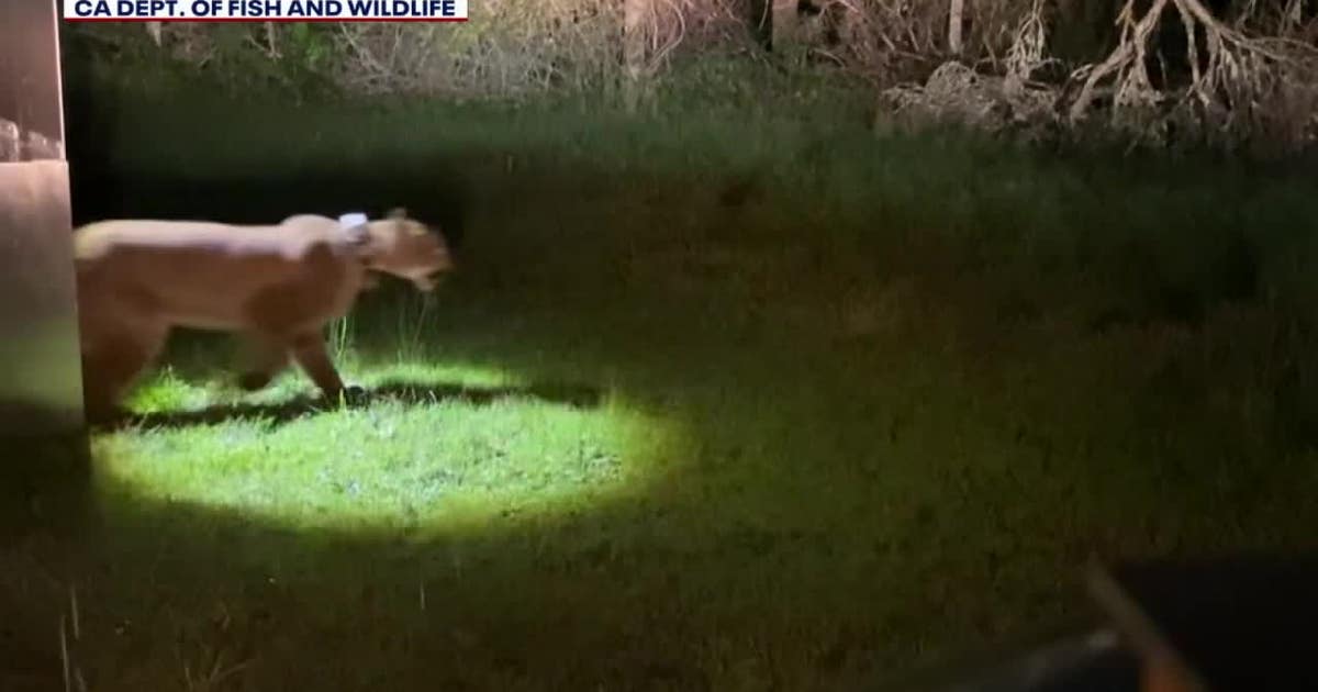 Video: Mountain lion released to Santa Cruz mountains