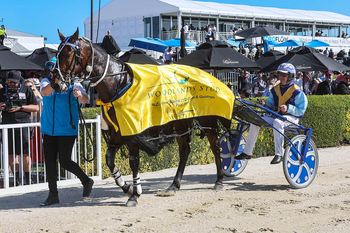 Bits n Bridles
