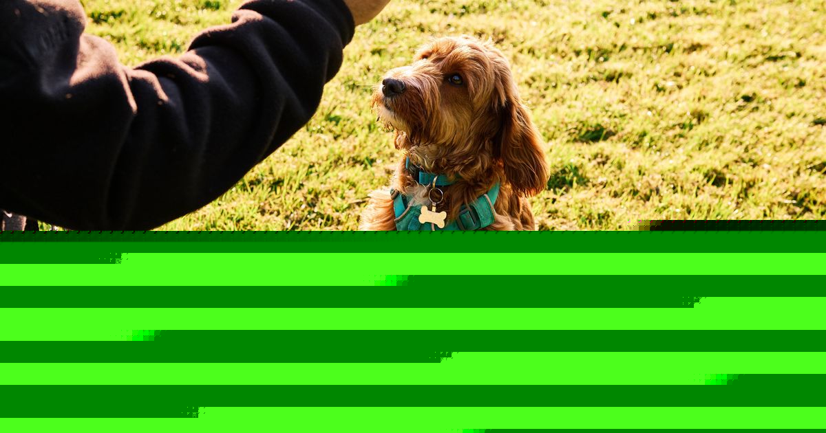 Dog trainer shares two crucial things every owner must be able to do