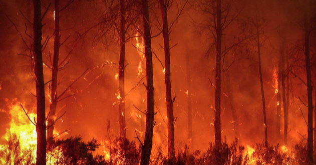 Feurio! Waldbrand, Wein, Sozialismus.