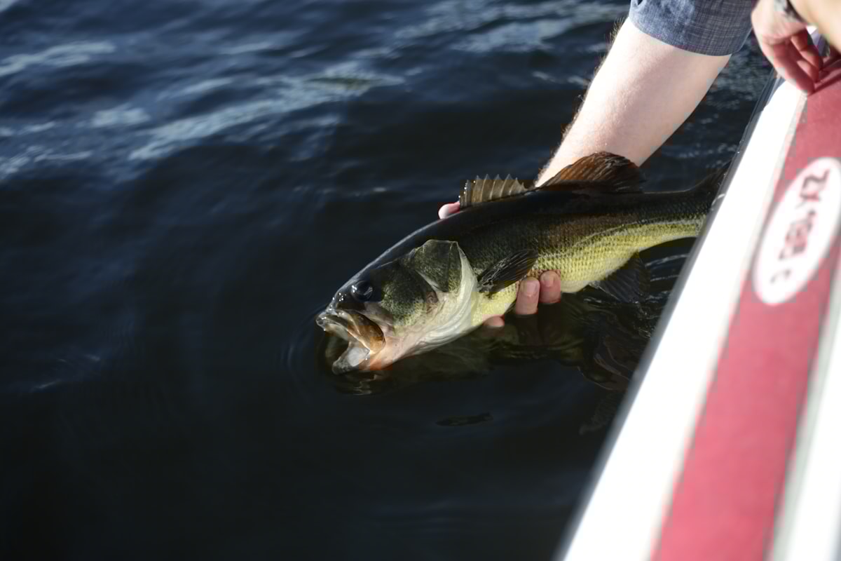 Summer Bass Fishing Tips For Oklahoma Anglers