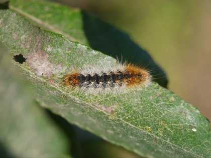 ANIMAL of the DAY: Acronicta impressa, the Impressive Dagger!