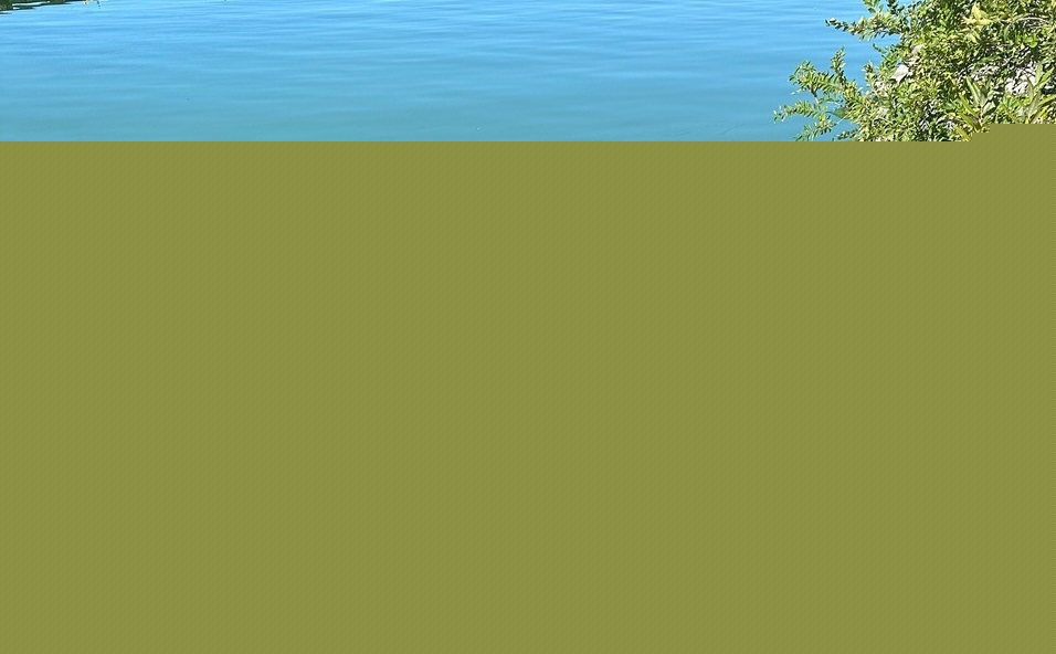 Algae bloom detected on Dog Lake