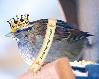 White throated sparrow takes first place in fattest bird competition