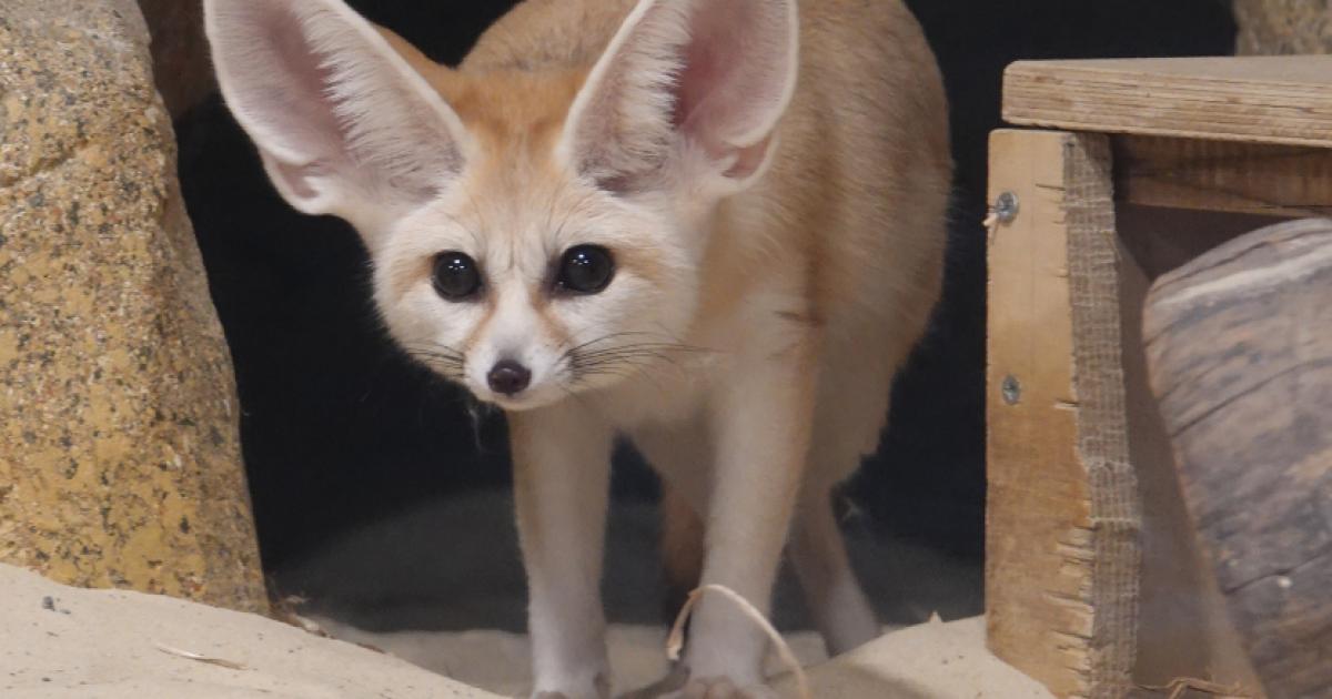 Colchester Zoo's new arrival announced as 'world's smallest fox'