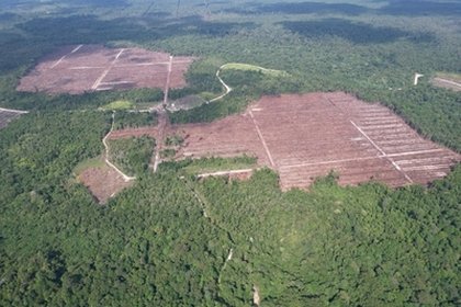 Indonesia: Research links West Kalimantan oil palm expansion to environmental damage and social conflict