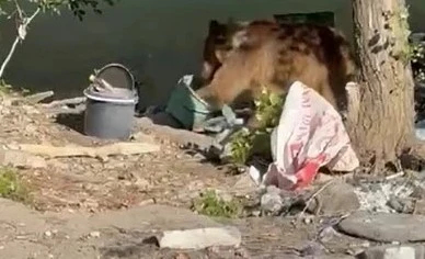 Tunceli’de bozayı piknikçilerin sofrasına misafir oldu