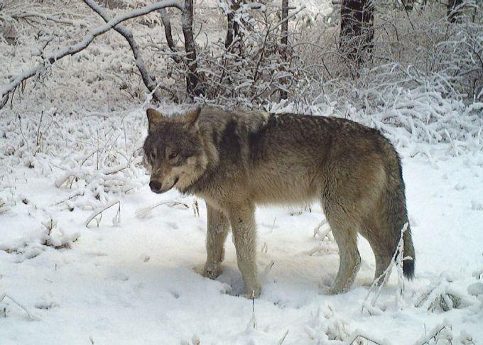 Federal employee kills one wolf in Baker County, up to three more could be killed