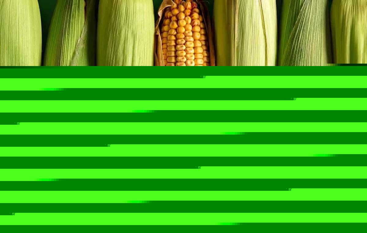 Corn Starting August Trade with Weakness