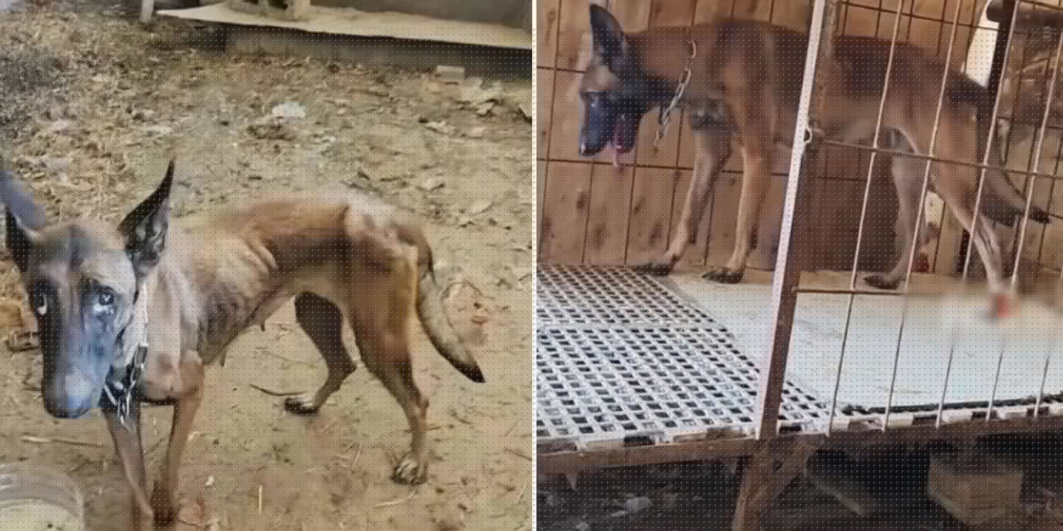 Dog in China returns home 10 days after being swept away by flood