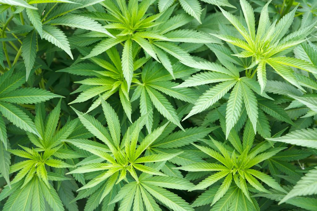Colorado Hemp Executive With Family Ties to Trump Chief of Staff at Center of Push to Delay Federal Hemp Ban