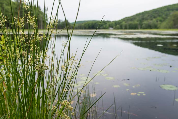Yankeetown Pond bought for a dollar! (Part 2)