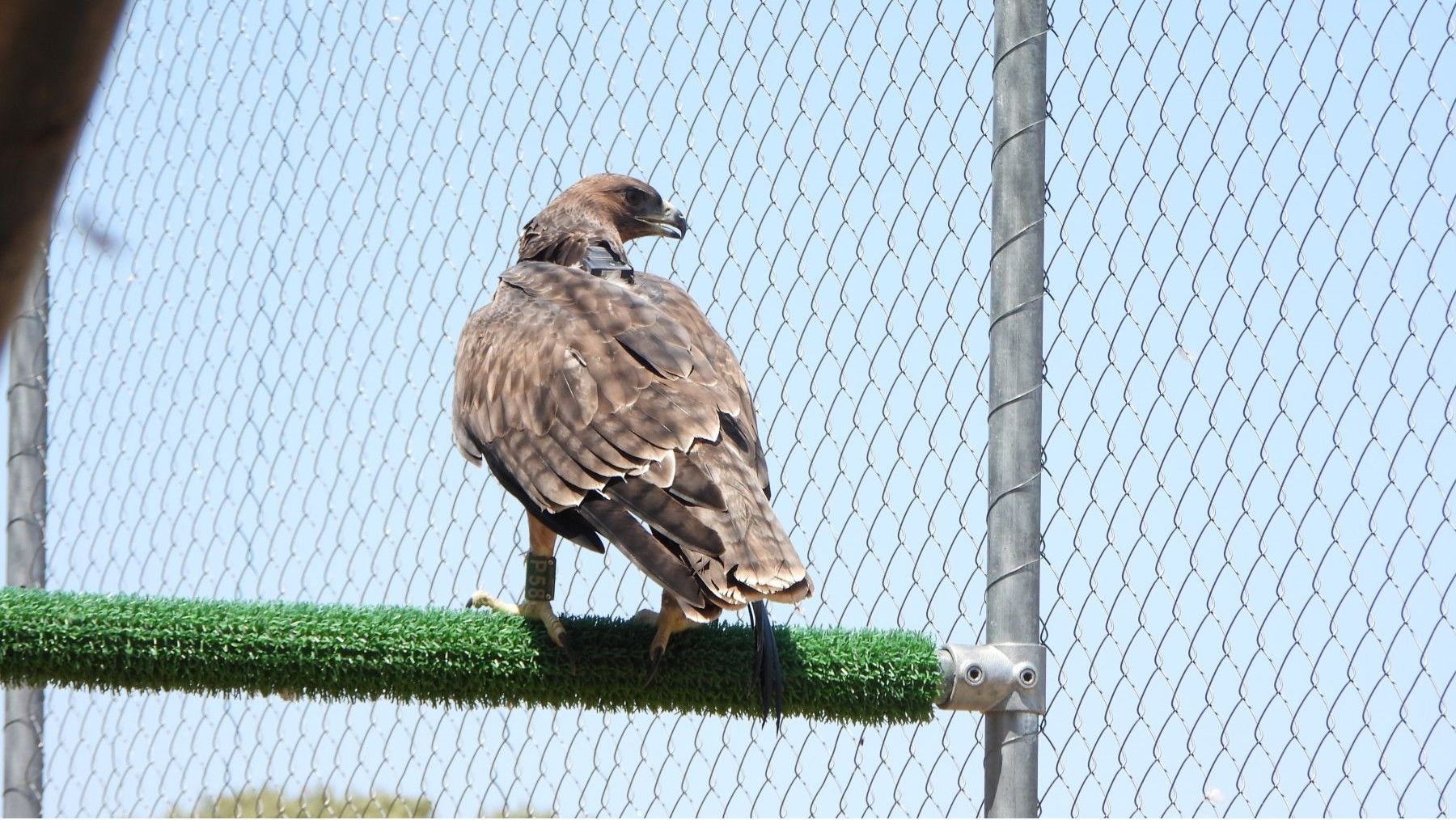 El águila de Bonelli vuelve a volar en Madrid y revive una especie al borde de la desaparición