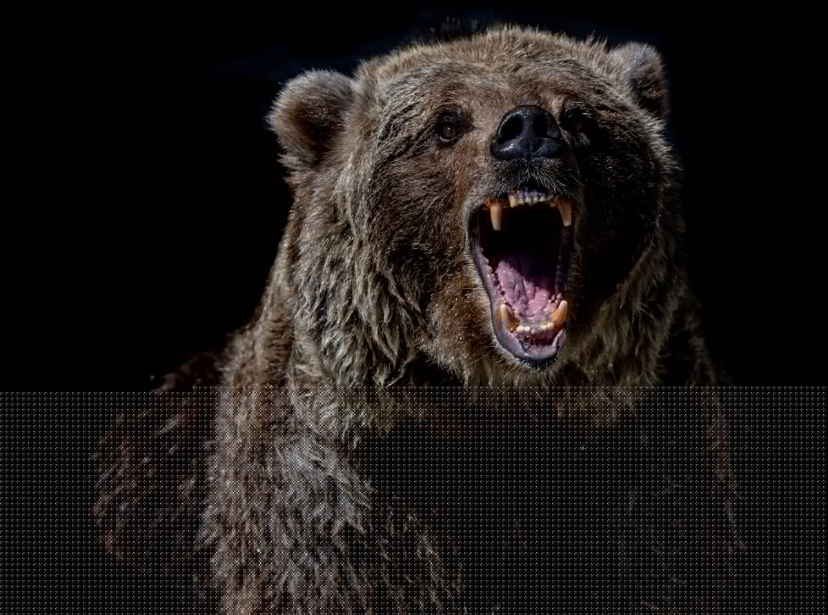 Are Animal Encounters More Dangerous in New York?