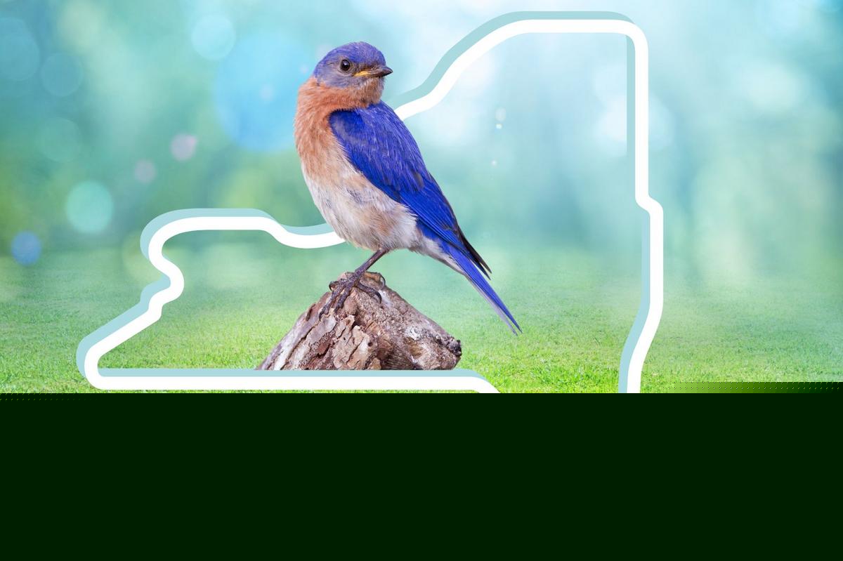 29 Everyday New York Birds You Can Spot Right Outside