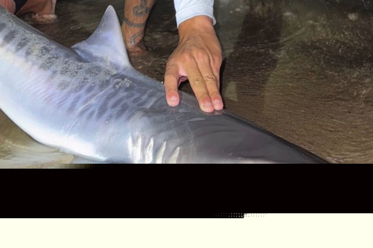 Tiger shark caught off Massachusetts could be sign of warming waters