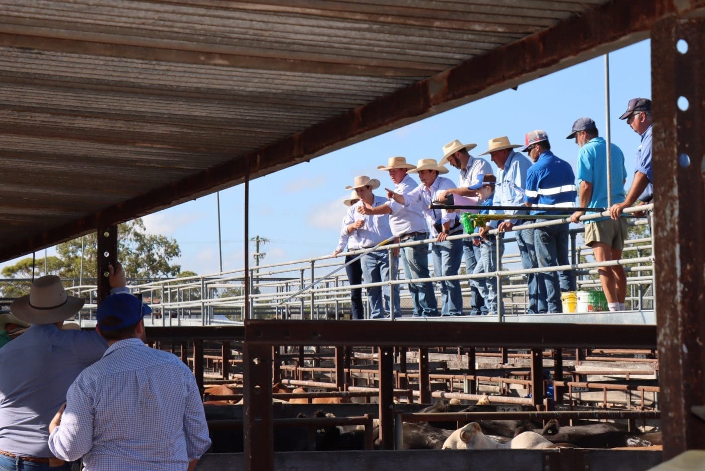 Dalby sale 28 Jan 2026: Numbers fall with hot weather