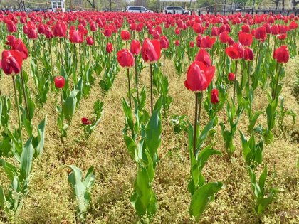 Netherlands May Pursue Confiscation Tax Which Never Works