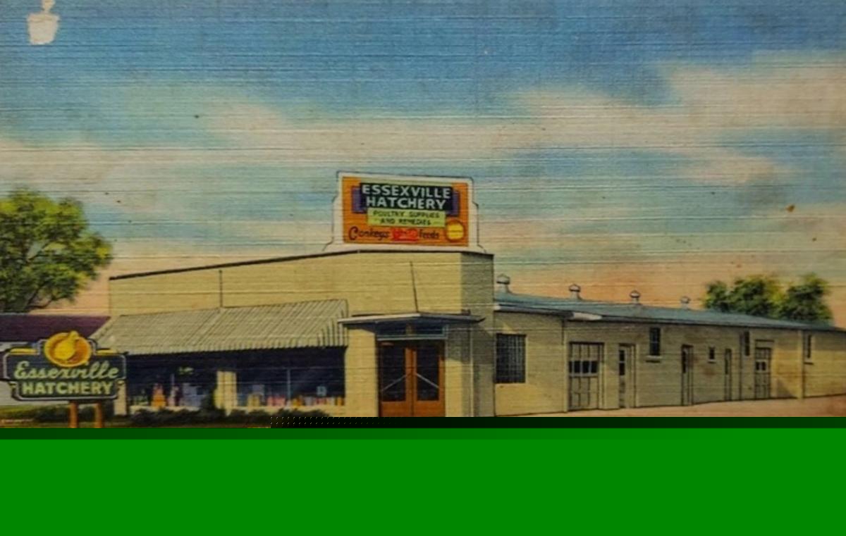 Past Michigan Attraction: The Essexville Hatchery, 1930s-1960s