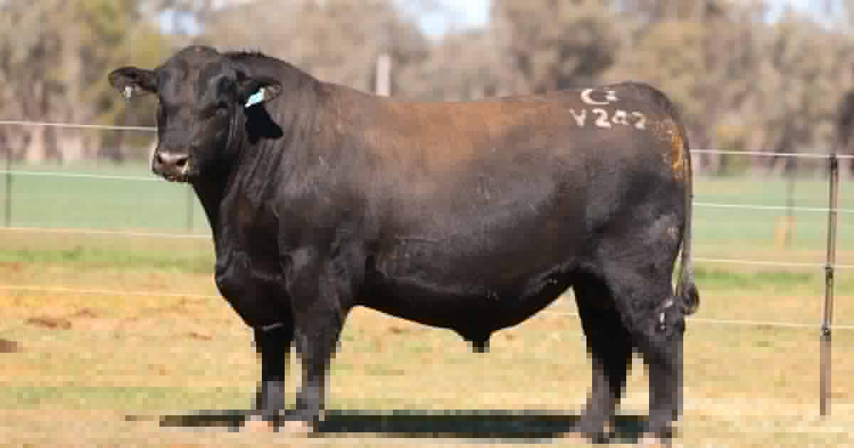 Full clearance for Clunie Range Angus as buyers dig deep for structure and carcase