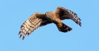 Head gamekeeper fined for targeting rare bird of prey in 'legal first'
