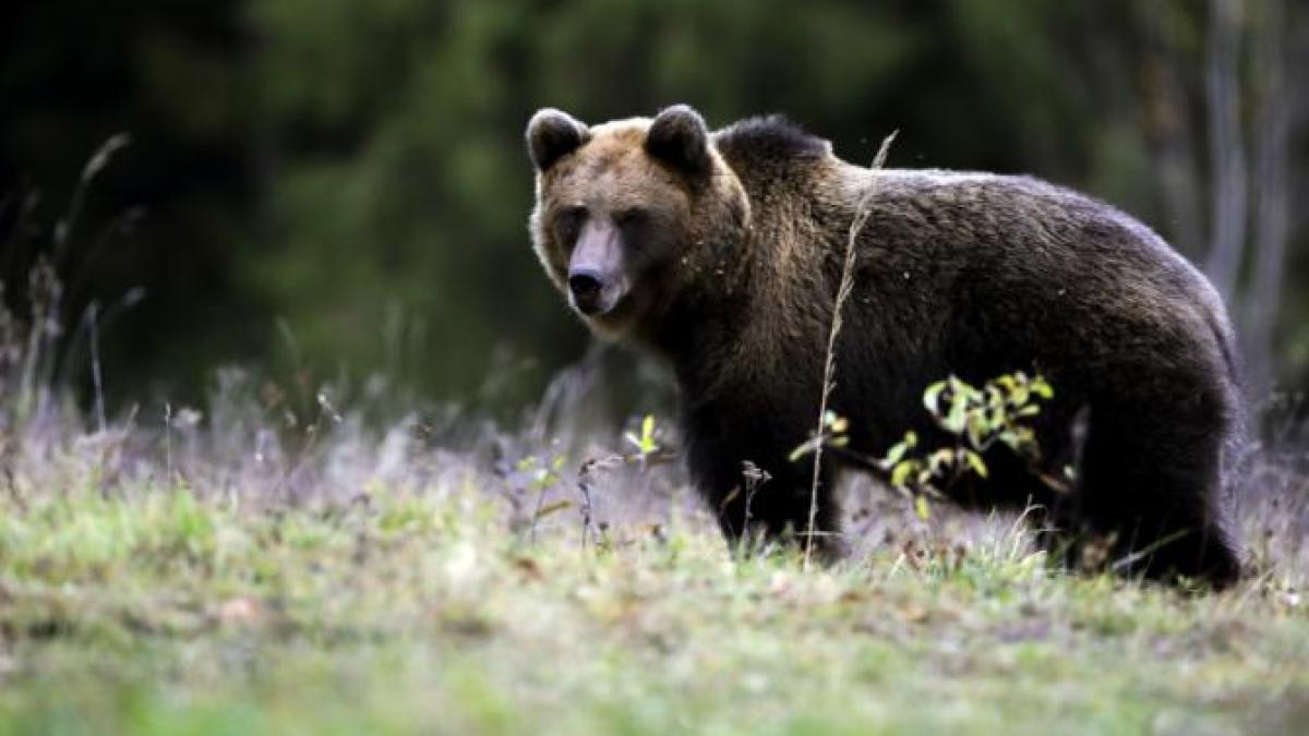 Jurnalist maghiar, atacat de urs la Băile Tuşnad. A aruncat cu telefonul în animal ca să scape